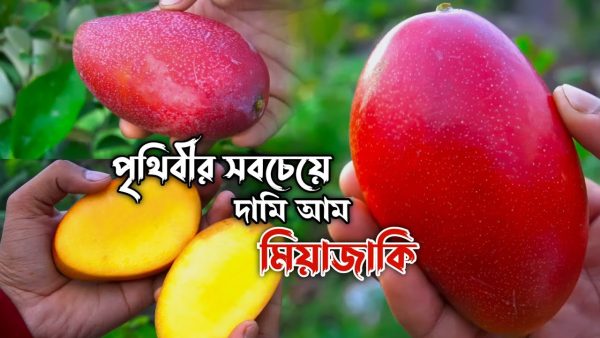 মিয়াজাকি বা সূর্য ডিম / ছোট চারা